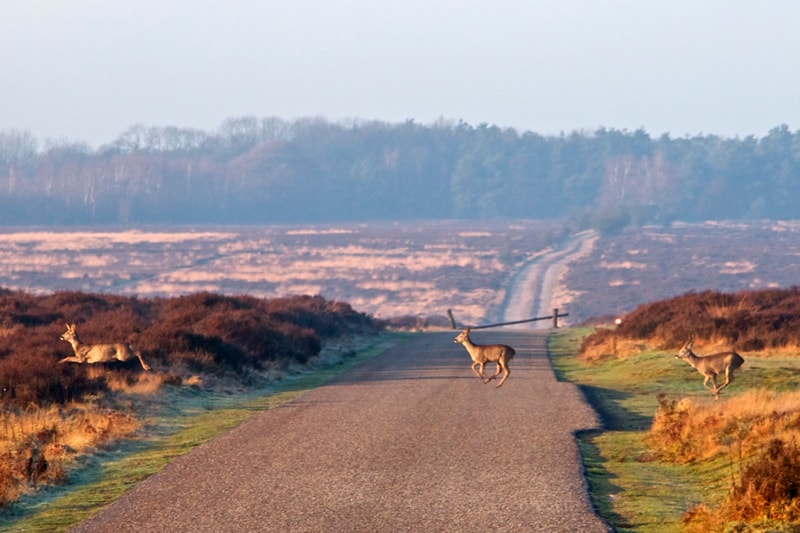 Vakantiehuis 14 personen Veluwe